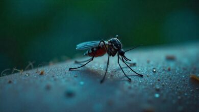 mosquito eater
